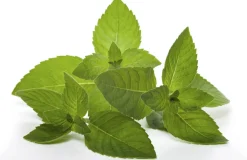 Balsam mit natürlichen ätherischen Ölen mit Tupfer